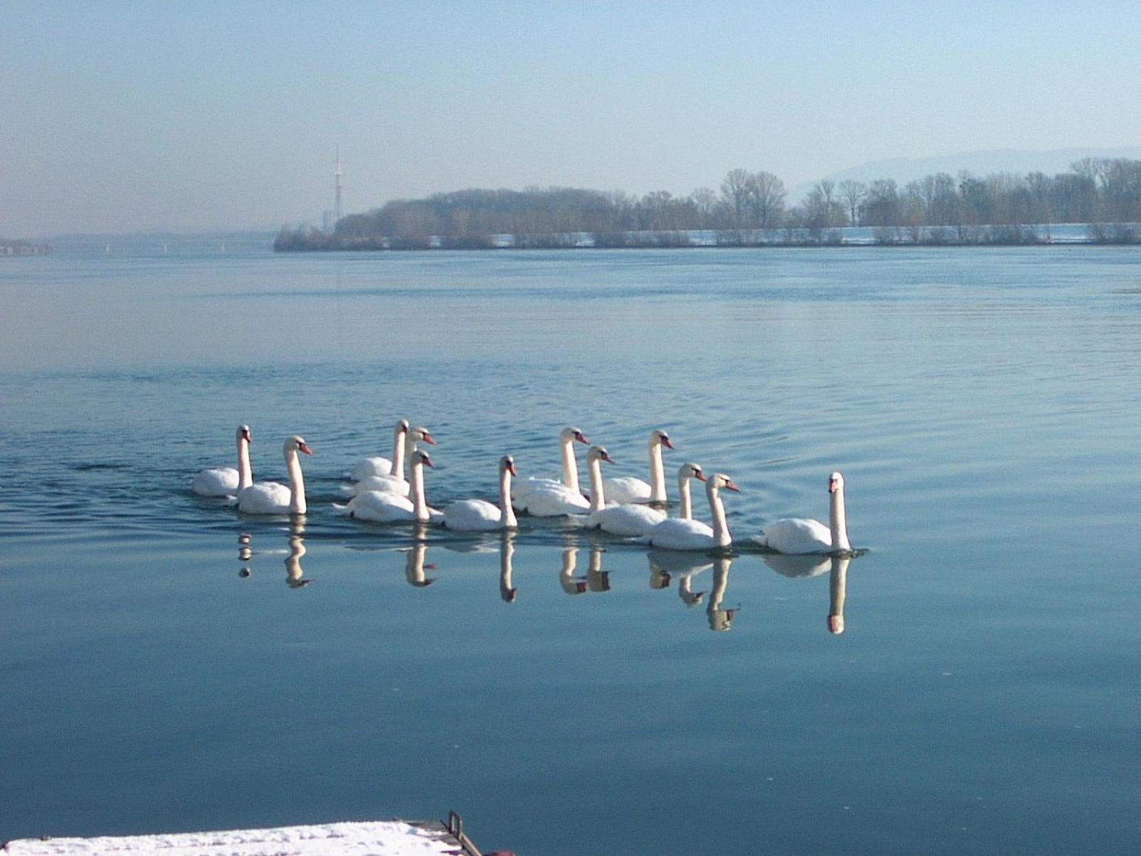 Donau-Rad-Hotel Wachauerhof Marbach an der Donau Eksteriør bilde